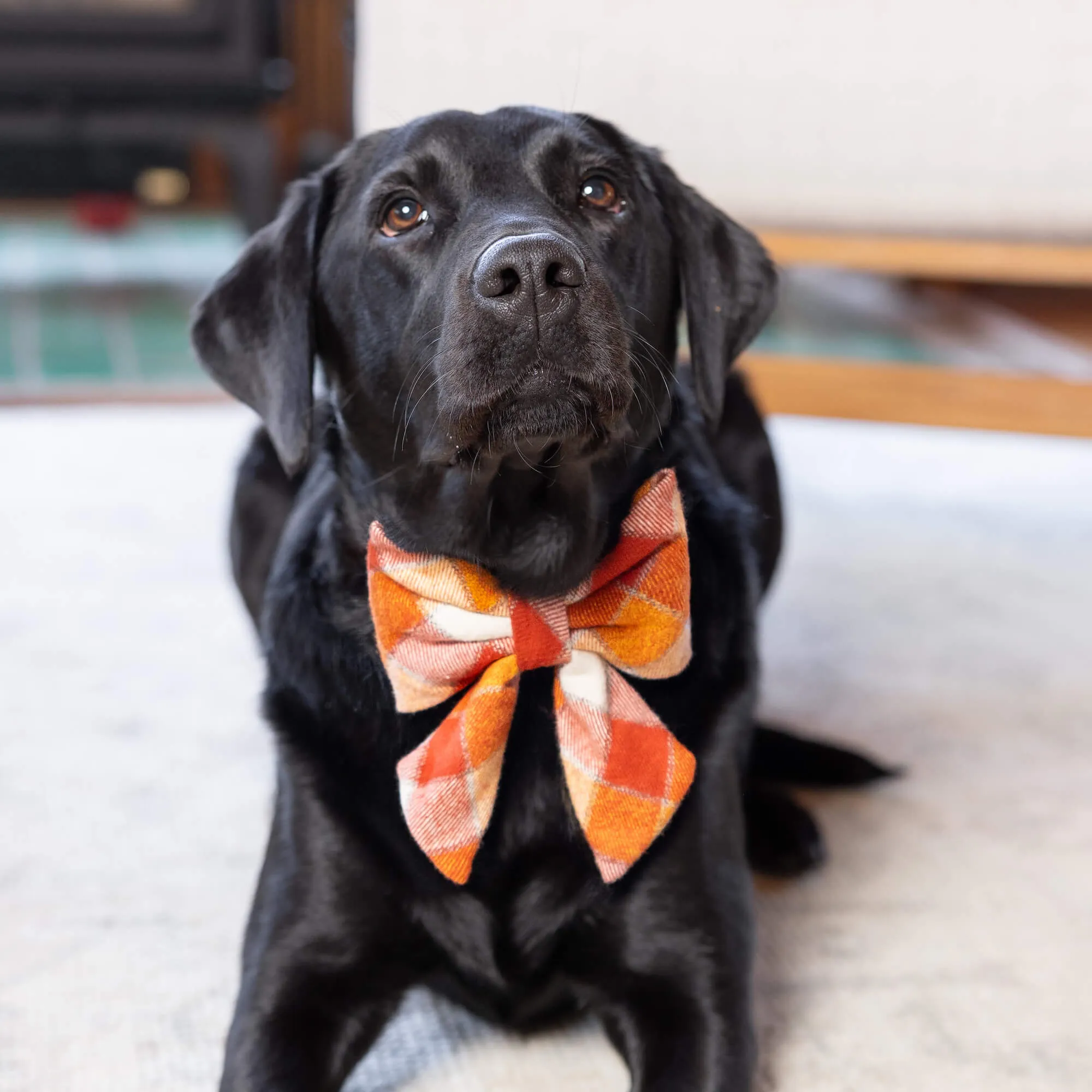 Pumpkin Spice Plaid Flannel Lady Bow Collar